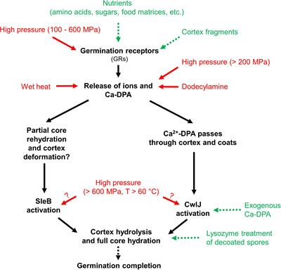 Superdormant Spores as a Hurdle for Gentle Germination-Inactivation Based Spore Control Strategies